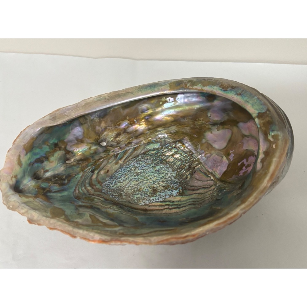 Natural Iridescent Abalone Shell Large Mother of Pearl Smudging Bowl 8.5 Inch